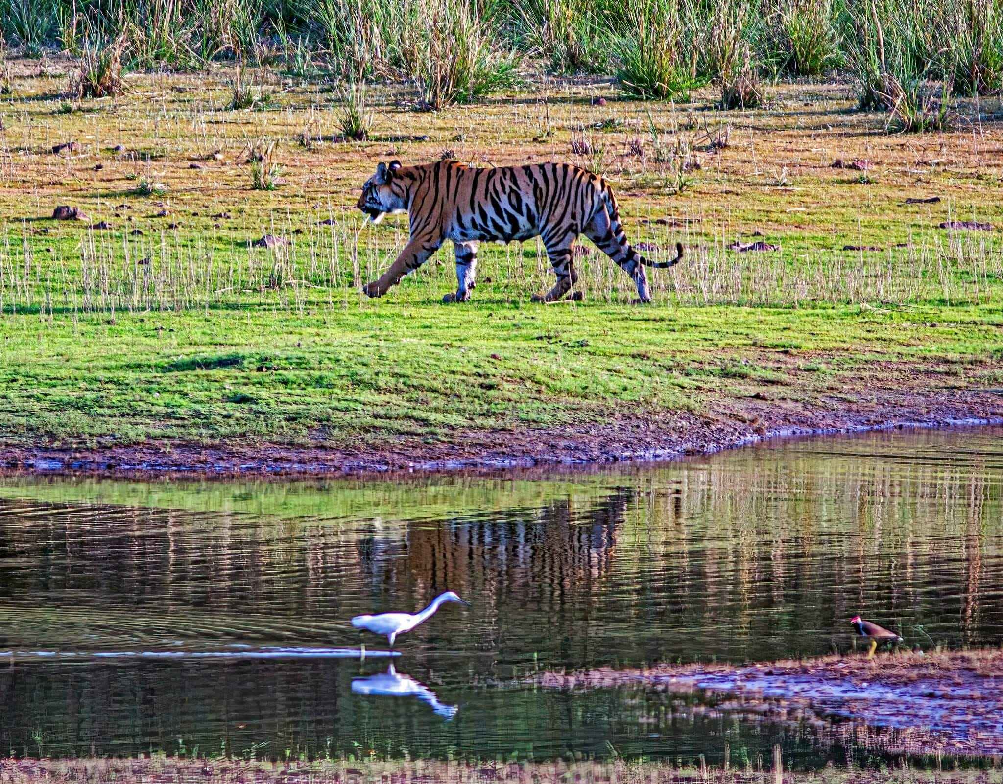 Tiger walking